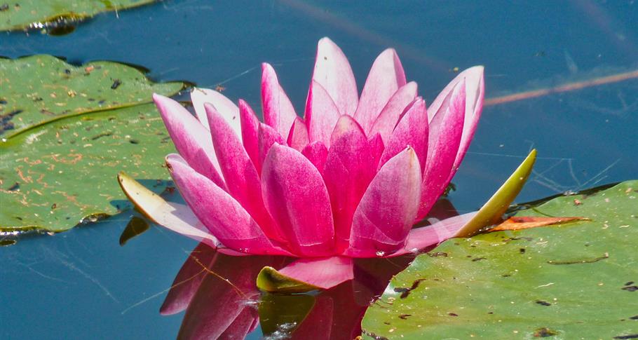 Water lily, Giverny