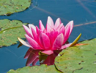 Water lily, Giverny