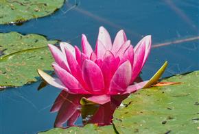Water lily, Giverny - Chateau de Bouafles
